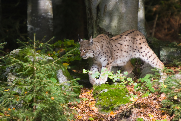 Luchs in seinem natrlichen Lebensraum  VDN-Fotoportal/Thomas Seidler