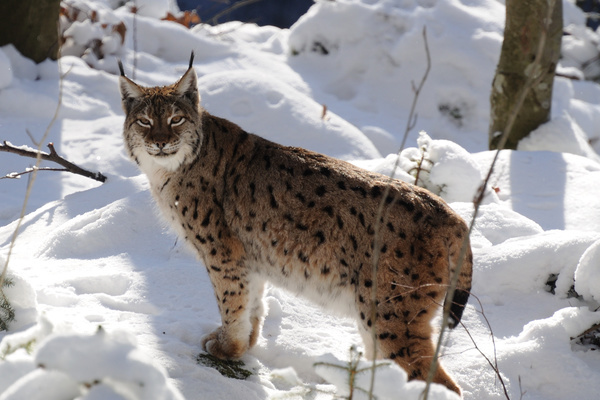 Luchs im Schnee  VDN-Fotoportal/Christian Schmalhofer