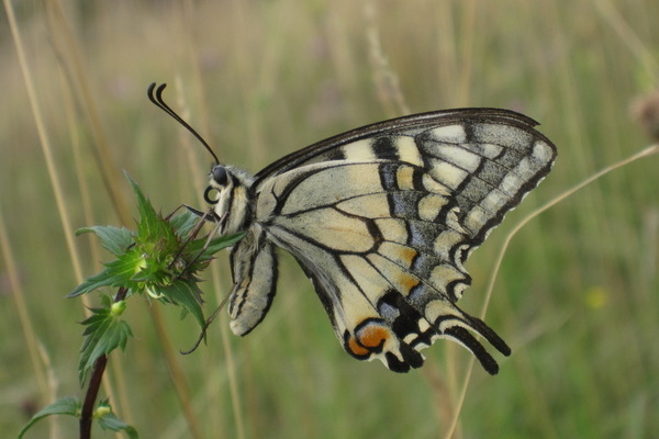 Schwalbenschwanz_Copyright: VDN_L-Beerhold