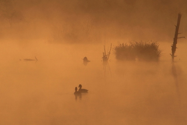 Morgenstimmung im Schwenniger Moos  M. Rttiger